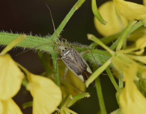 Réf. 254 853 : Closterotomus trivialis
